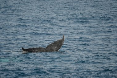 Avustralya 'da kambur balinaların güzel yakın çekim fotoğraf çekimi