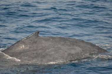 Avustralya 'da kambur balinaların güzel yakın çekim fotoğraf çekimi