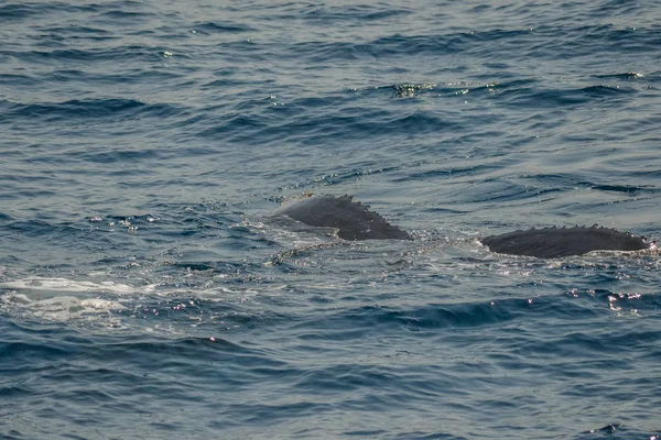 Belle photo de gros plan shootong de baleines à bosse en Australie — Photo