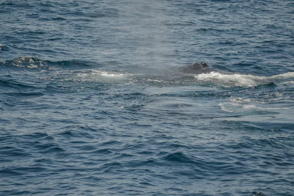 Beautiful close up photo shooting of humpback whales in Australia — Stock Photo, Image