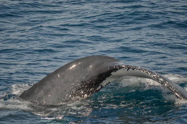 Beautiful close up photo shooting of humpback whales in Australia — Stock Photo, Image