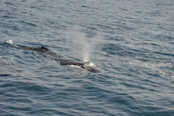 Indah close up foto penembakan paus bungkuk di Australia — Stok Foto