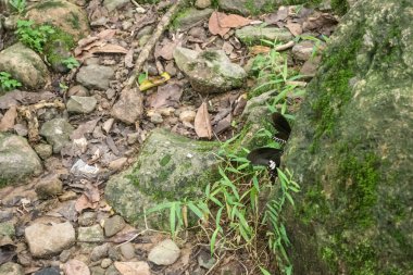 Siyah ve beyaz Helen kelebek renk Tayland