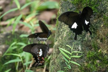 Siyah ve beyaz Helen kelebek renk Tayland