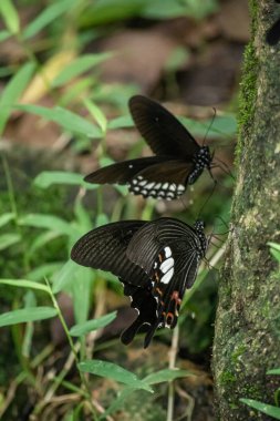 Siyah ve beyaz Helen kelebek renk Tayland