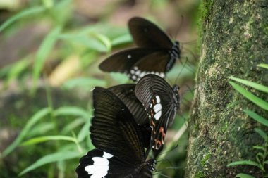 Siyah ve beyaz Helen kelebek renk Tayland