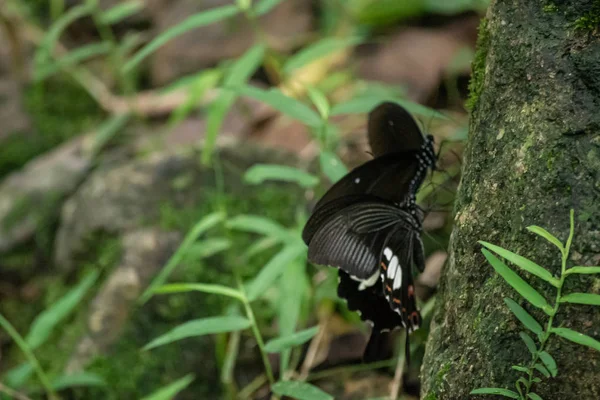 Fekete-fehér Helen pillangó színt Thaiföldről — Stock Fotó
