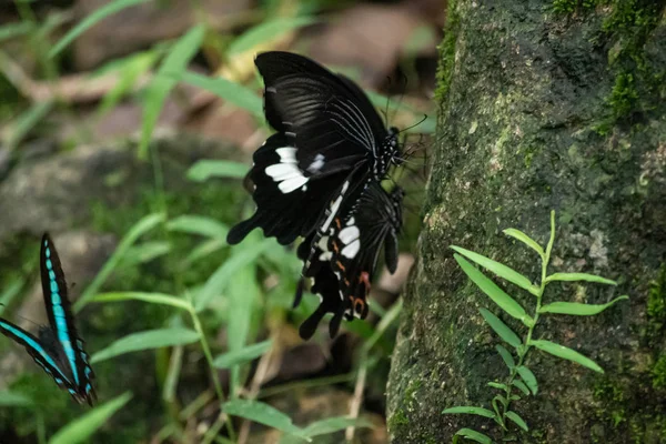 Preto e branco Helen cor borboleta da Tailândia — Fotografia de Stock