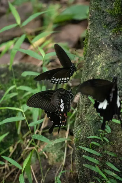 Preto e branco Helen cor borboleta da Tailândia — Fotografia de Stock