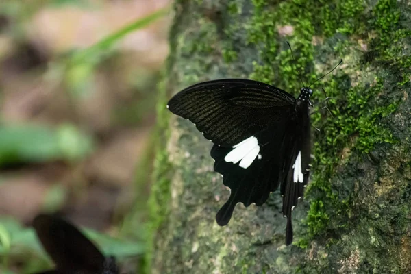 Preto e branco Helen cor borboleta da Tailândia — Fotografia de Stock