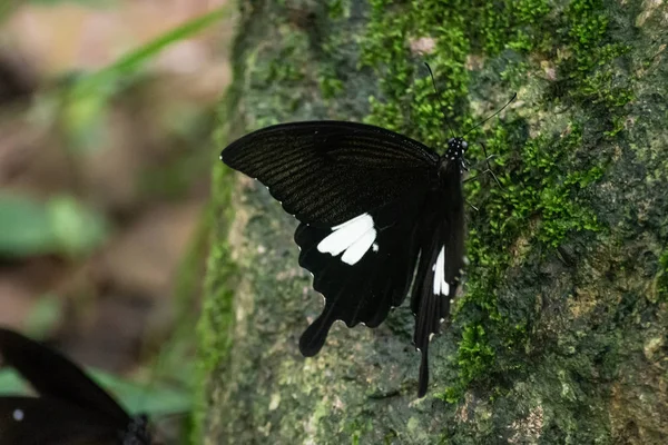 Black and White Helen butterfly color from Thailand — Stock Photo, Image