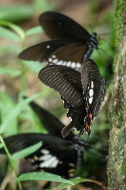 Siyah ve beyaz Helen kelebek renk Tayland