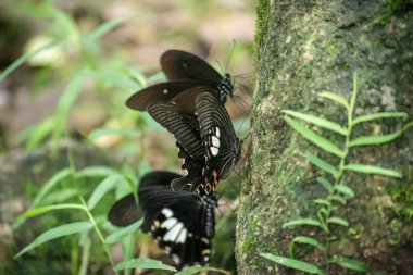 Siyah ve beyaz Helen kelebek renk Tayland