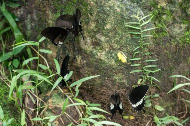 Siyah ve beyaz Helen kelebek renk Tayland