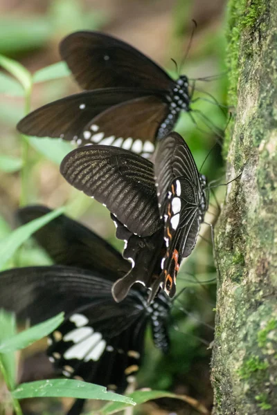 Preto e branco Helen cor borboleta da Tailândia — Fotografia de Stock