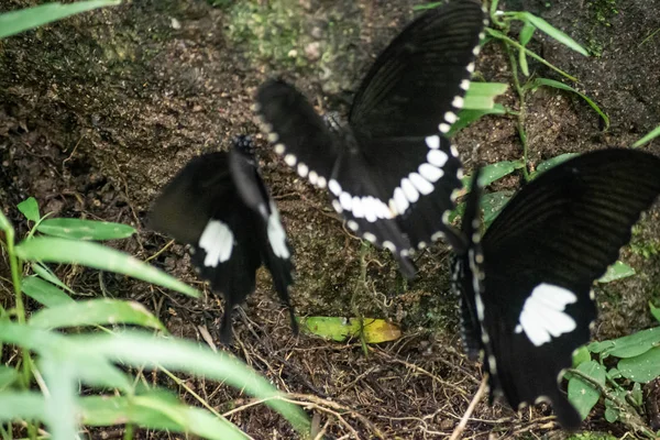 Fekete-fehér Helen pillangó színt Thaiföldről — Stock Fotó