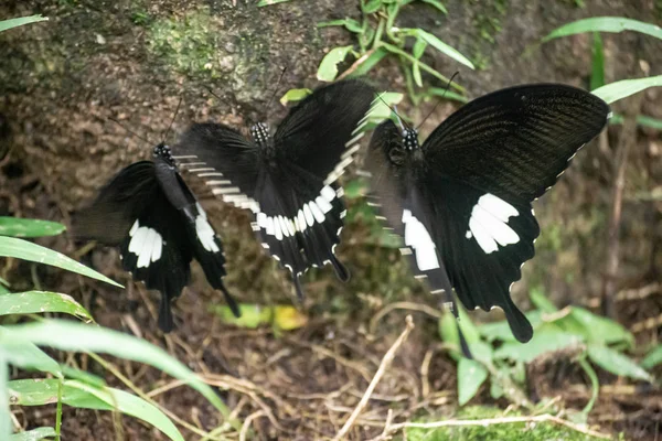 Preto e branco Helen cor borboleta da Tailândia — Fotografia de Stock