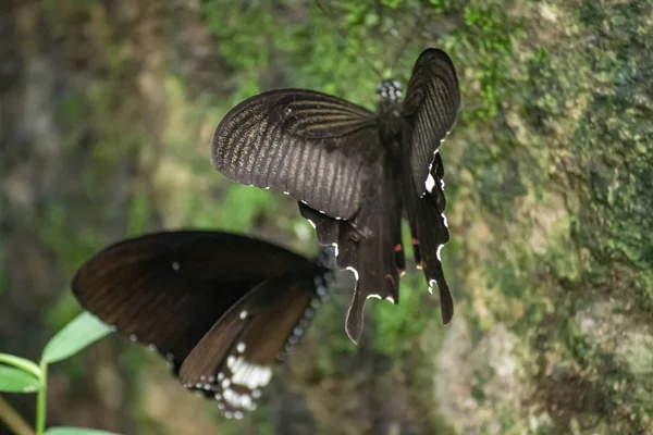 Color mariposa Helen blanco y negro de Tailandia — Foto de Stock