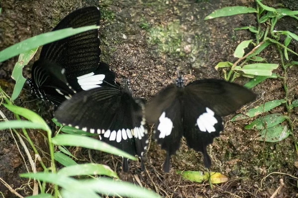 Preto e branco Helen cor borboleta da Tailândia — Fotografia de Stock