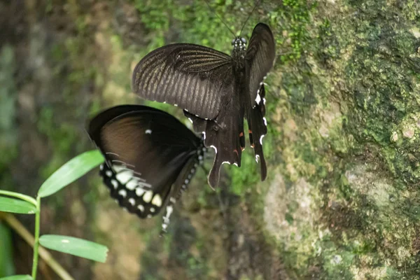 Preto e branco Helen cor borboleta da Tailândia — Fotografia de Stock