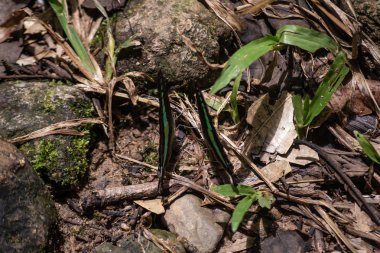 Siyah ve beyaz Helen kelebek renk Tayland