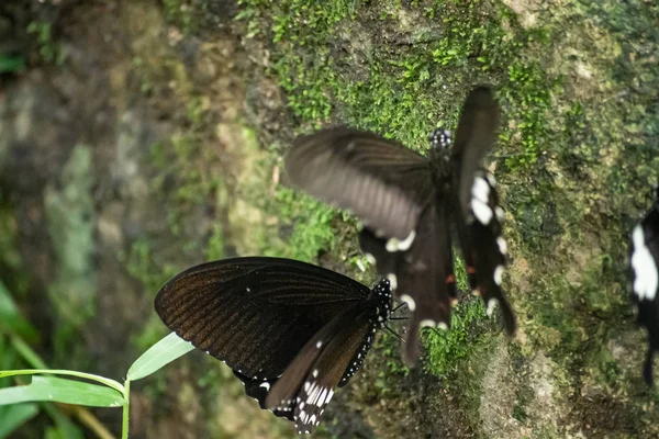 Noir et blanc Helen couleur papillon de Thaïlande — Photo