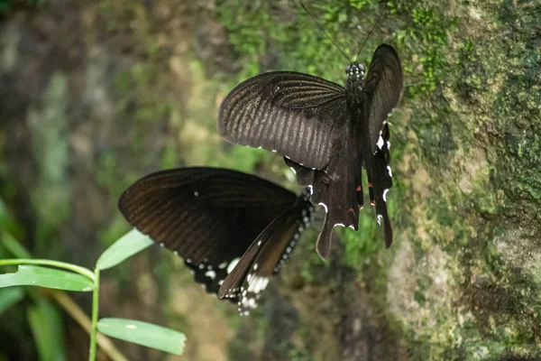 Preto e branco Helen cor borboleta da Tailândia — Fotografia de Stock