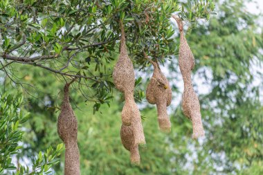 Birkaç Dokumacı Kuş Yuvası'nın muhteşem manzarası