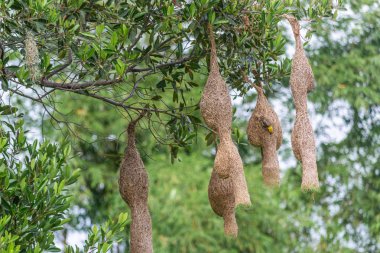 Birkaç Dokumacı Kuş Yuvası'nın muhteşem manzarası
