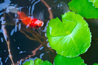 artificil gölet koi balık