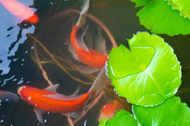 artificil gölet koi balık