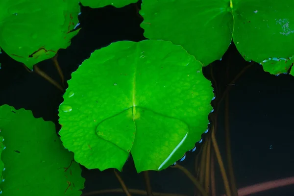 Peces koi en el estanque artificial —  Fotos de Stock