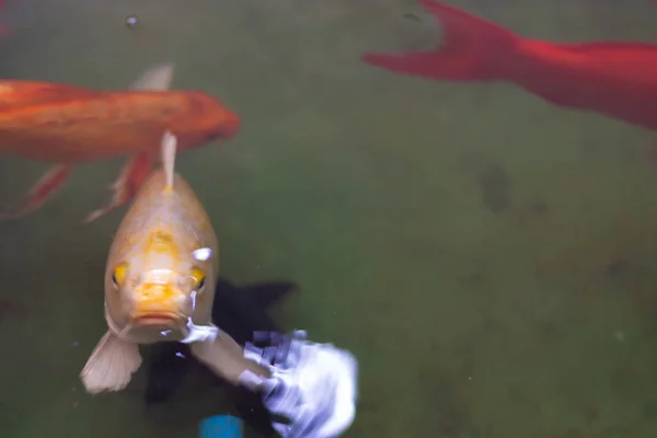 Koi fish in the artificil pond — Stock Photo, Image