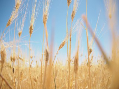 Campo de espigas en las Badlands Granada