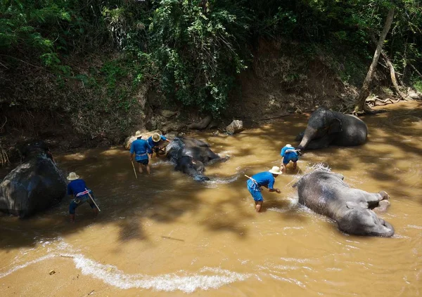 Drovers nehirde filler yıkanmak