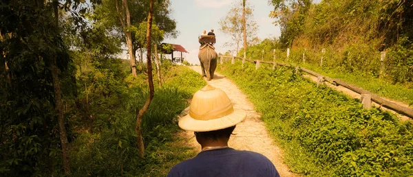 travel in the jungle on elephants. driver\'s hat