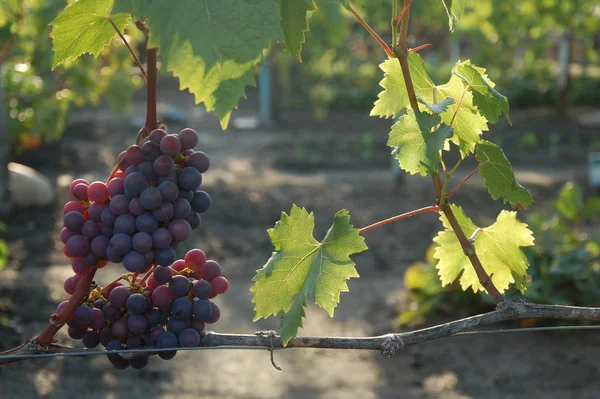 Vigne Raisin Mûr Couleurs Vives Automne — Photo