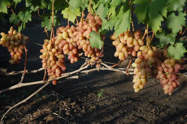 Vigne Raisin Mûr Couleurs Vives Automne — Photo