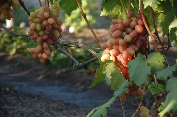 Wijnstok Rijpe Druif Felle Kleuren Van Herfst — Stockfoto