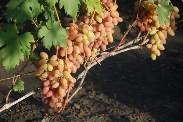 Vid Uva Madura Colores Brillantes Del Otoño — Foto de Stock