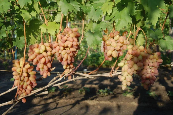 Winorośli Dojrzałych Winogron Jasne Kolory Jesieni — Zdjęcie stockowe