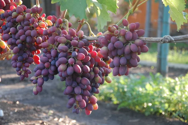 Asma. olgun üzüm. sonbaharın parlak renkleri