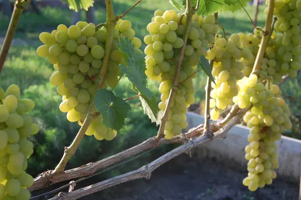 Weinrebe Reife Trauben Leuchtende Farben Des Herbstes — Stockfoto