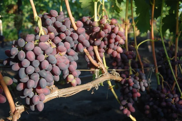 Vigne Raisin Mûr Couleurs Vives Automne — Photo