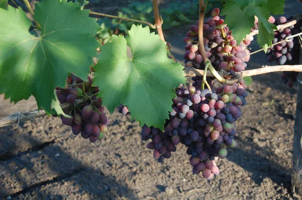 Vigne Raisin Mûr Couleurs Vives Automne — Photo