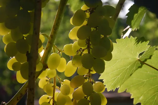 Asma. olgun üzüm. sonbaharın parlak renkleri