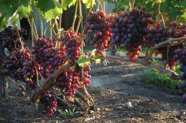 Asma. olgun üzüm. sonbaharın parlak renkleri