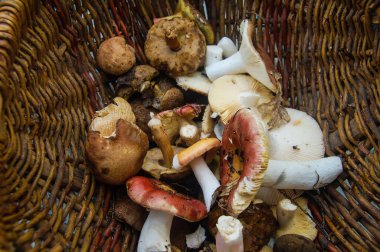 yabani mantar bir sepet