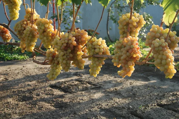 Vigne Raisin Mûr Couleurs Vives Automne — Photo