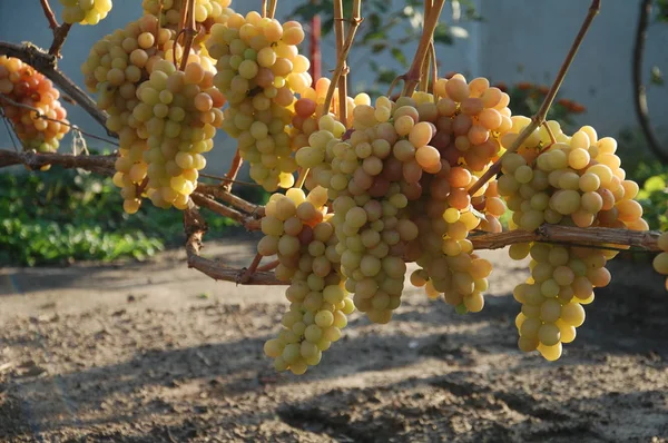 Wijnstok Rijpe Druif Felle Kleuren Van Herfst — Stockfoto